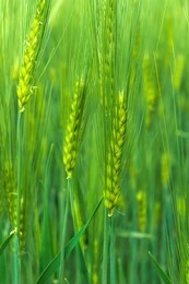 background young green barley with long spikelets growing summer on an agricultural field