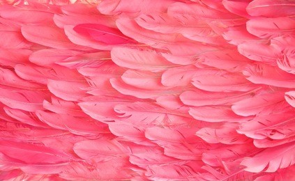 pink flamingo feathers