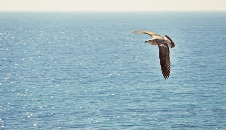 lonely seagull flying over the black sea