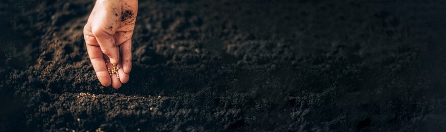 hand growing seeds on sowing soil. background with copy space. agriculture, organic gardening, planting or ecology concept. sustainable business investment. gospel spreading.