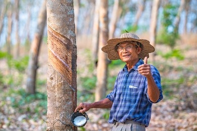 asian farmer with cups of latex rubber tree in rubber plantation	
