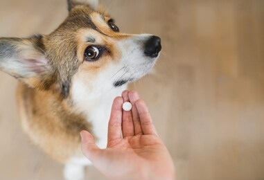 welsh corgi pembroke sick dog receiving a medifaction in a pill, lookng to the camera. hand with a pill and a dog. owner giving a pill to a dog. 