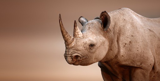 black rhinoceros portrait (diceros bicornis) - salt pans of etosha national park (namibia)