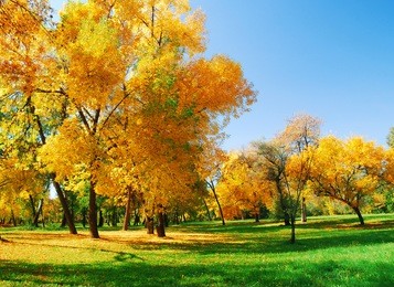 autumn at the park