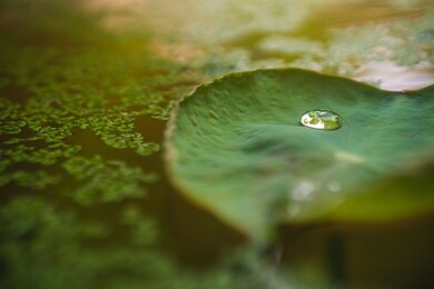 close-up water droplets deposited on the lotus leaf. zen and peaceful background