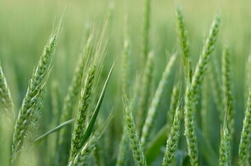 young green wheat field panoramic background banner. ukrainian summer harvest.