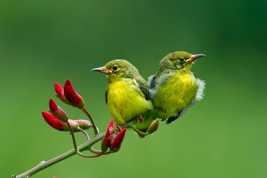olive-backed sunbirds feeding the child (cinnyris jugularis)