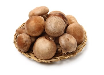 菌菇卖货视频素材网站_卖菌菇的广告词