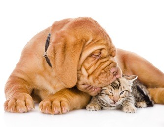 bordeaux puppy dog kisses bengal kitten. isolated on white background