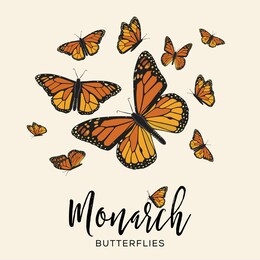 monarch butterflies flying composition – copy space