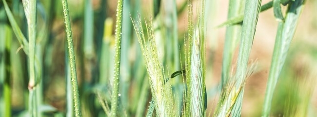 long banner ears of corn in the field, macro a drop of dew or rain.. wheat ear in droplets of dew in nature, soft blurry gold background