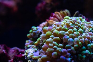 pretty nice anemones in sea coral reef aquarium macro nature 