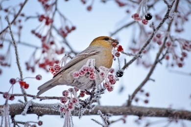 the bird eats berries in winter in nature. nature of russia, siberia, wild birds, berries in winter.