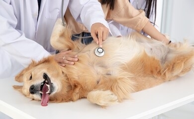 veterinarian doctor and  golden retriever at vet ambulance, maintain animal health concept 