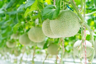 fresh melons plants cantaloupe  growing in greenhouse supported  japanese fruit