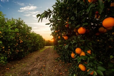 orange tree plantation in a sunny day