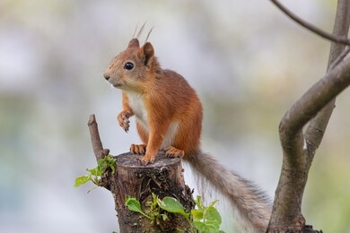 red squirrel sitting on a stump. close-up
