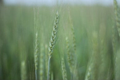 ear of winter rye in the field.
