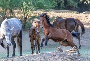 as sun sets, the salt river wild horses are sparing and playing with each other