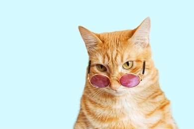 closeup portrait of funny ginger cat wearing sunglasses isolated on light cyan. copyspace.