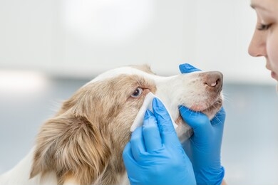 female vet doctor treats dog's eyes in veterinary clinic