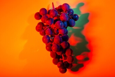 cluster of blue grape in orange neon light. food background. top view, copy space.