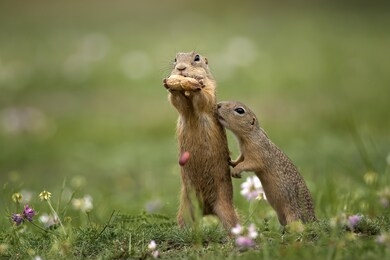 cute gopher in proximity on a summer meadow with grass.
