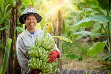 an asian female farmer is holding raw bananas and collecting products in her banana plantation. concept: green fresh bananas