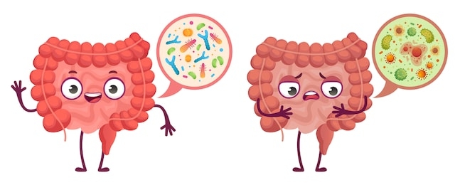 intestinal microflora. digestive system care, intestinal bacterias and probiotics cartoon  illustration. medical bacteria and anatomy digestive, gastrointestinal microflora