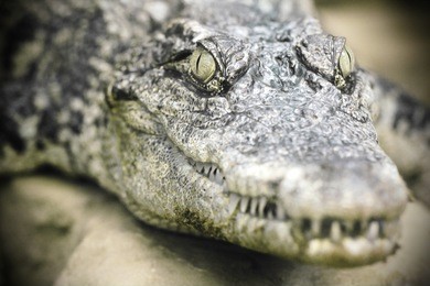 crocodile