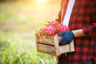 farmers picking fruit from the dragon fruit in asia
