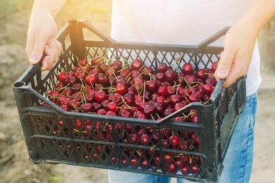a farmer holds a box of freshly picked red cherries in the garden. fresh organic fruits. summer harvest. selective focus.