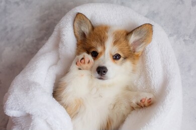cute welsh corgi pembroke puppy is lying on a blanket on its back