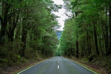 open highway road in future, no cars, auto on asphalt road through green forest, trees, pines, spruces.