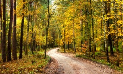 autumn landscape. rural road in autumn forest. yellow leaves fall of trees. 
