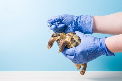 herpetologist's veterinarian gives a drop of medicine from a pipette to a land tortoise, a hand in a rubber glove with a pipette for a drop to treat turtles, blue background, copy space