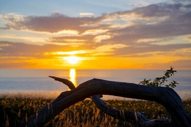 dead tree with ocean sunset background, sweden