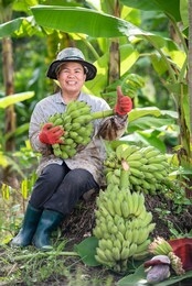 an asian female farmer is holding raw bananas and collecting products in her banana plantation. concept: green fresh bananas