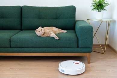 robotic vacuum cleaner cleaning the room while cat relaxing on sofa. housekeeping help, new technology, smart home, daily vacuuming. side view