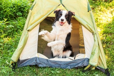 outdoor portrait of cute funny puppy dog border collie sitting inside in camping tent. pet travel, adventure with dog companion. guardian and camping protection. trip tourism concept