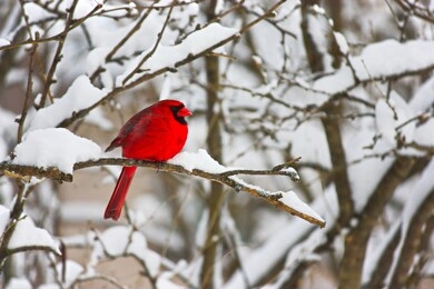 cardinal bird winter nature landscape