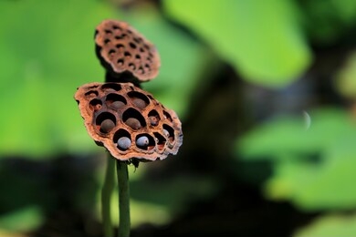 lotus seed pod close-up on