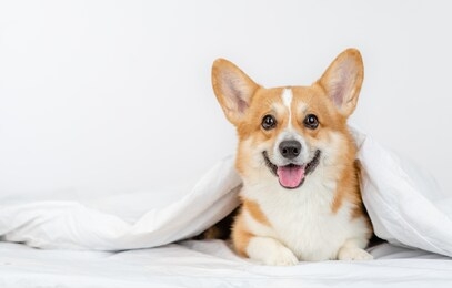 smiling pembroke welsh corgi dog lies under white blanket at home