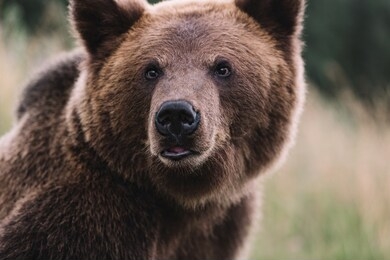 portrait of a beautiful young brown bear. close-up.