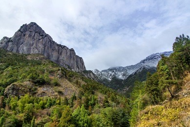 snow mountain forest