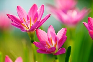 close up of pink rain lily flower, yellow pollen