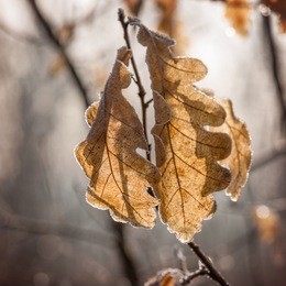 frozen autumn leaves