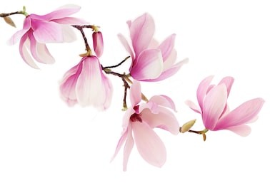 beautiful pink spring magnolia flowers on a tree branch isolated on white