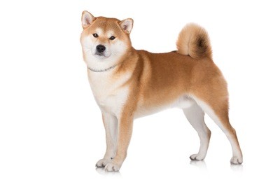 beautiful shiba inu dog