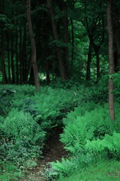 a narrow path surrounded by ferns
